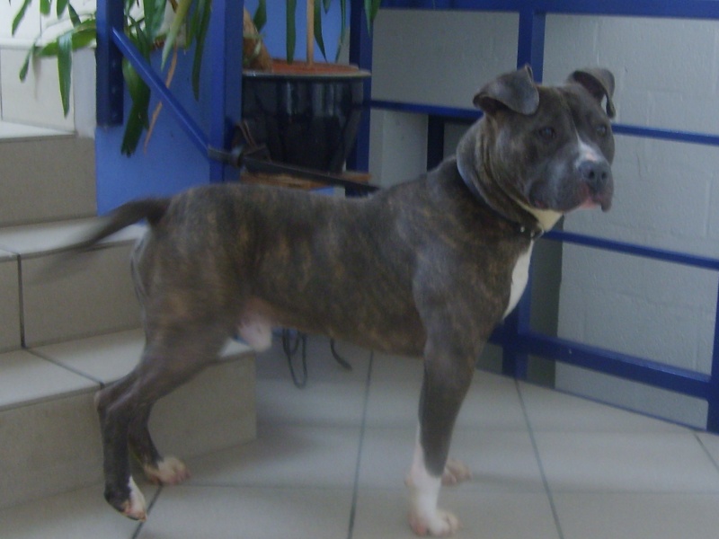 Bouba amstaff Srpa_148