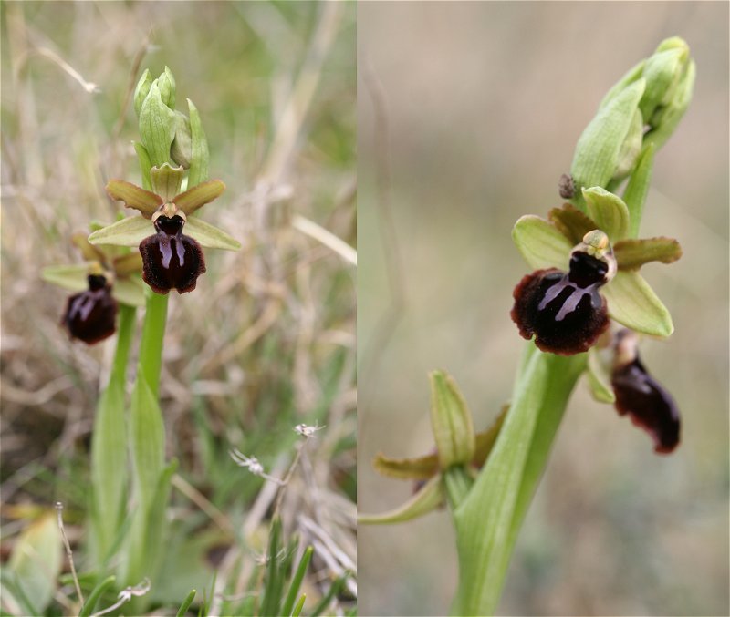 Ophrys passionis ( Ophrys de la Passion ) Ophrys14