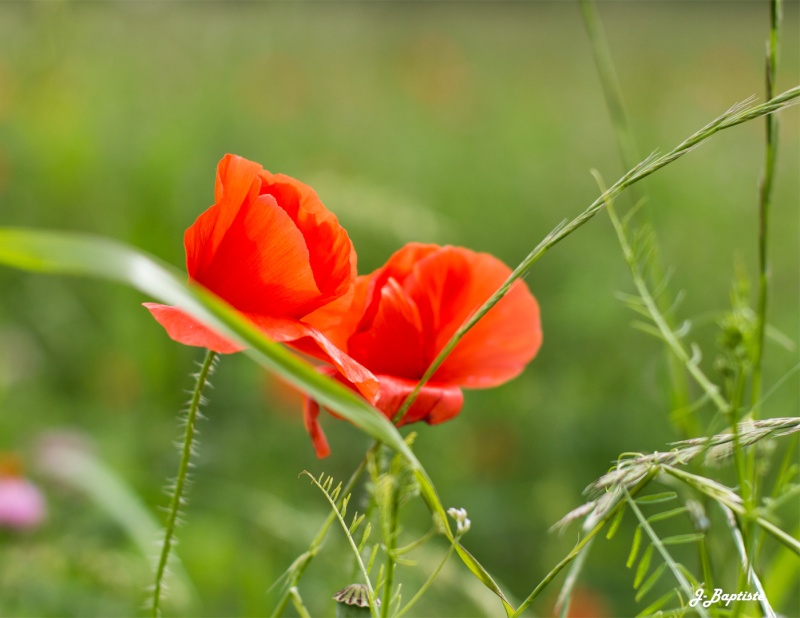 Coquelicot 2  09062014