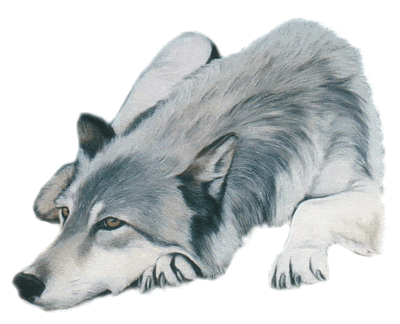 Les loups...... - Page 2 021110
