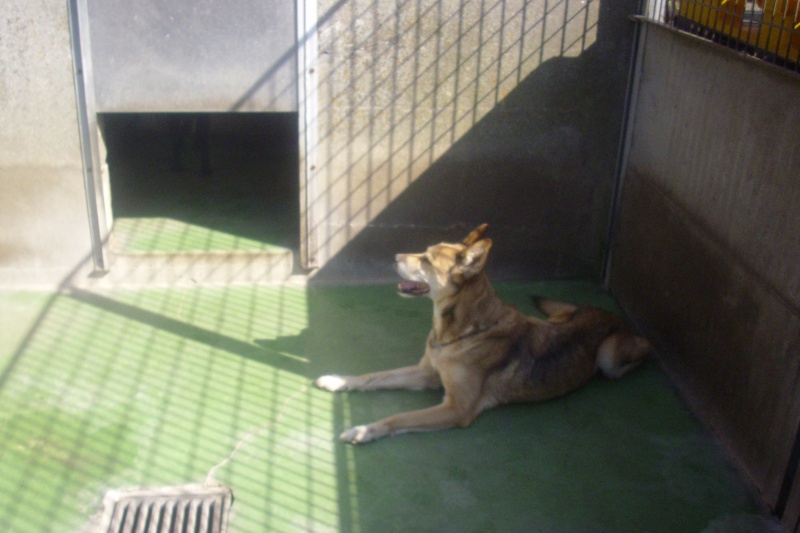 Croisée Husky de 12 ans - retour - pb d'arthrose 08110
