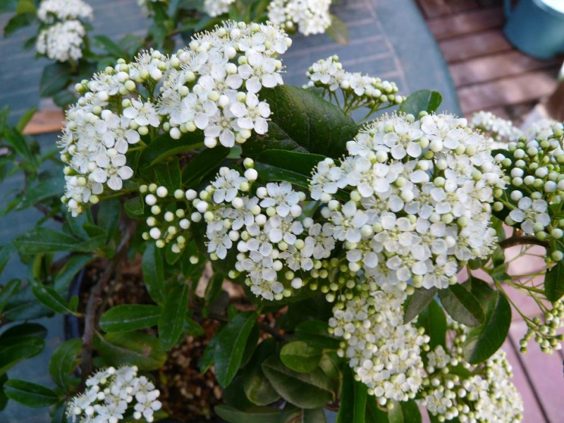 pyracantha P1070318