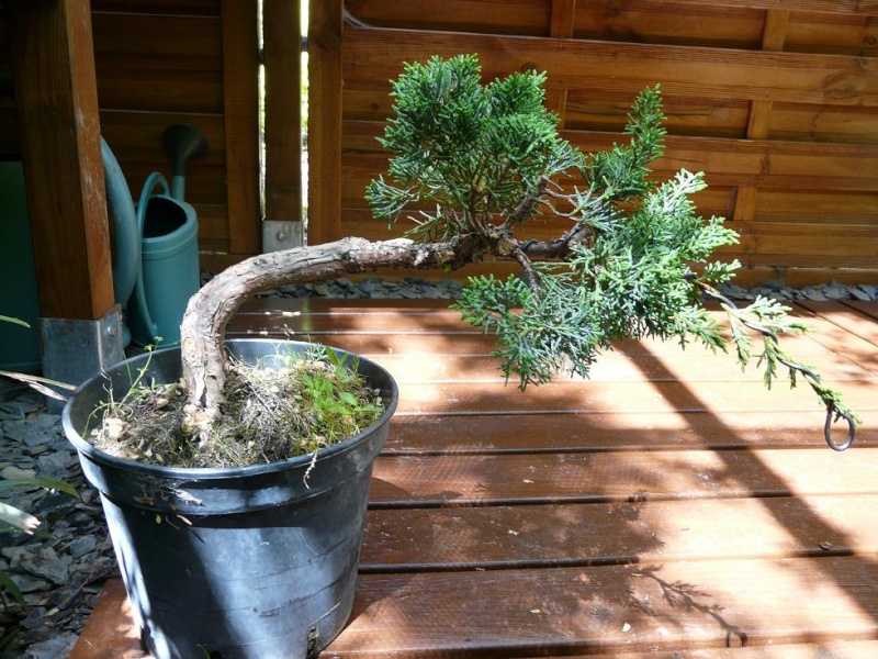 Juniperus P1070344