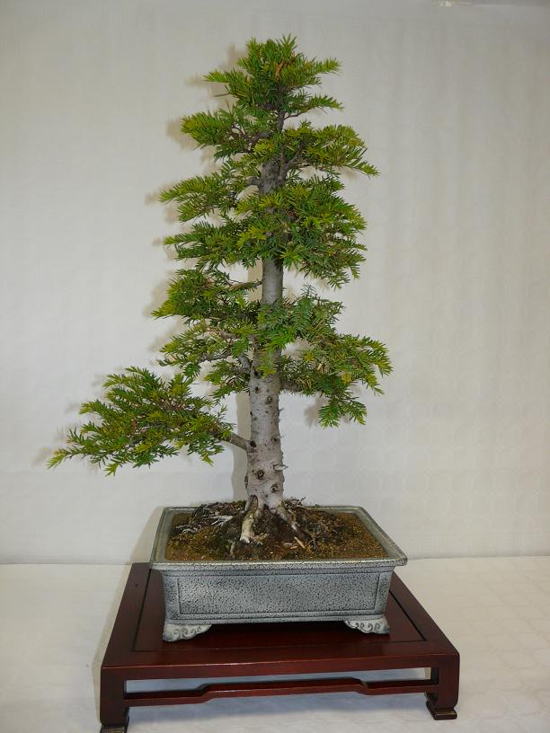 expos bonsai club marseille P1070384