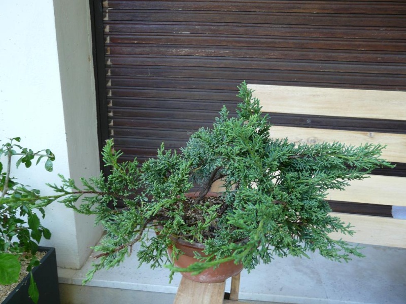 Juniperus P1070443