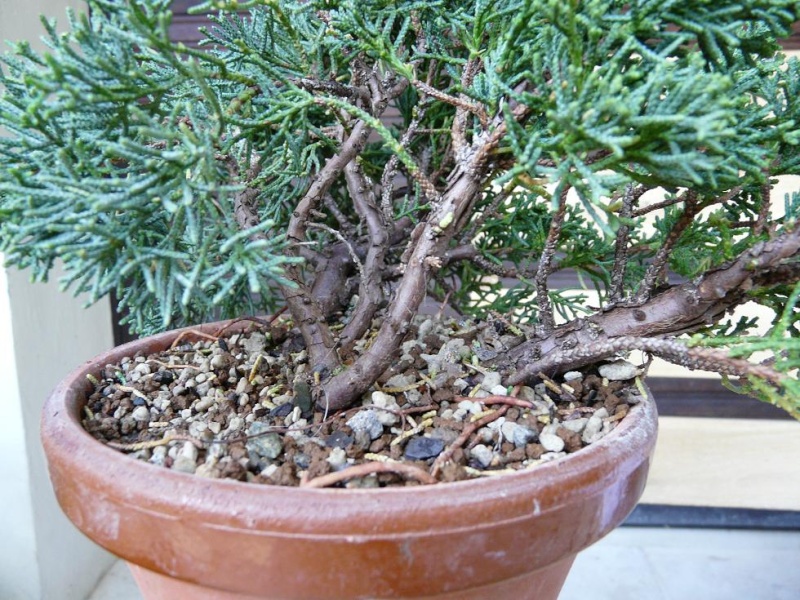Juniperus P1070444