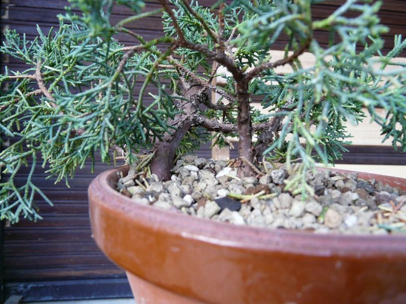 Juniperus P1070446