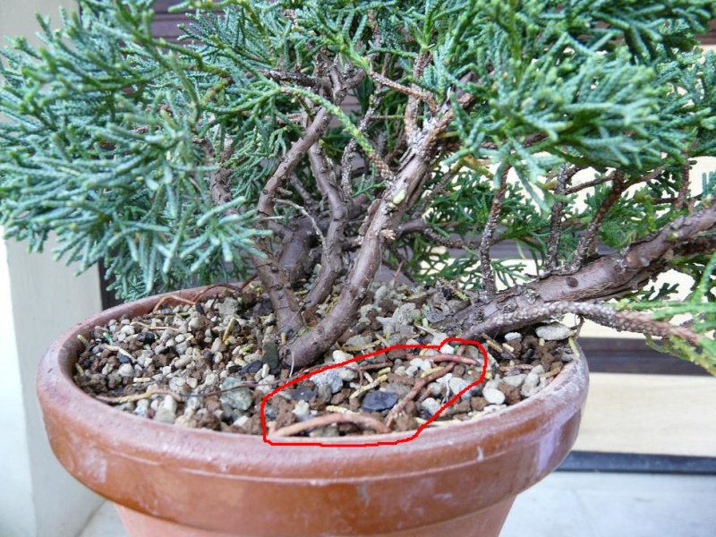 Juniperus P1070461