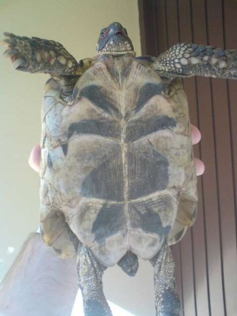 je ne connais pas de quel espèce est ma tortue. :s 12532211