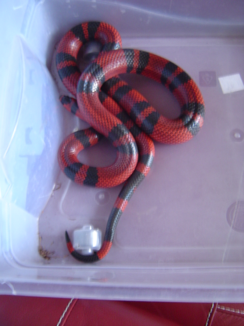 Lampropeltis triangulum hondurensis Dsc01924