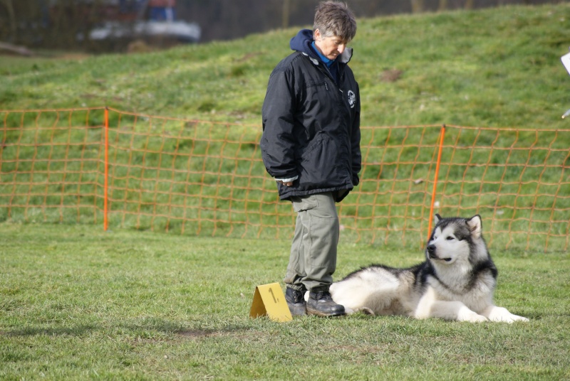 CONCOURS OBEISSANCE  FRENEUSE le 17 Mars 2013 Dsc06412