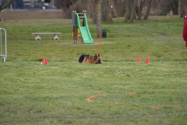 CONCOURS OBEISSANCE  FRENEUSE le 17 Mars 2013 Dsc06621