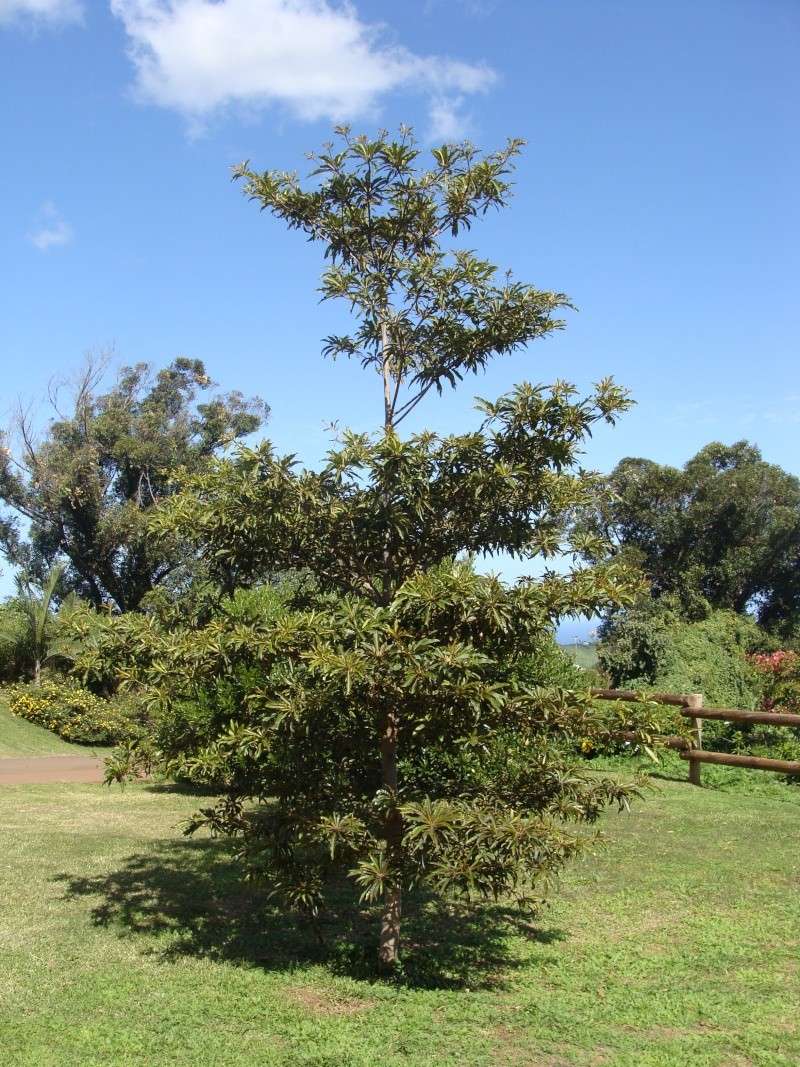 Terminalia bentzoe Dsc03318