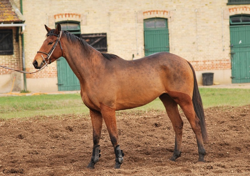 RAMEAU D'OUDAIRIES SF 4 ANS VENDU Dsc_0132