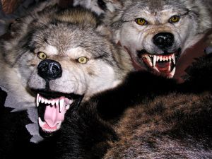LA FRANCE DU FOOT EST A GENOUX ...MAIS PAS LA MEDITERRANEE !!!!! Loups10