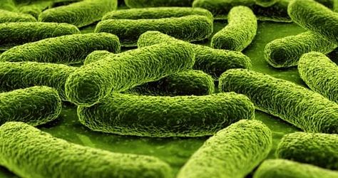 Le  carburant produit par la bactérie Bacter10