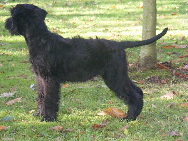 GIANT SCHNAUZERS PUPPIES EXPECTING TO JULY 2009_154