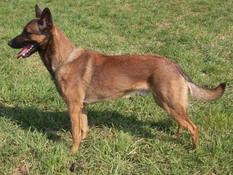 Beretta, mon malinois et Tacko, mon B.A Imgp3810