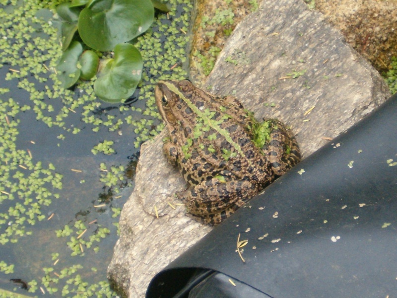 le bassin aux tortues au mois d'octobre Grenoc10