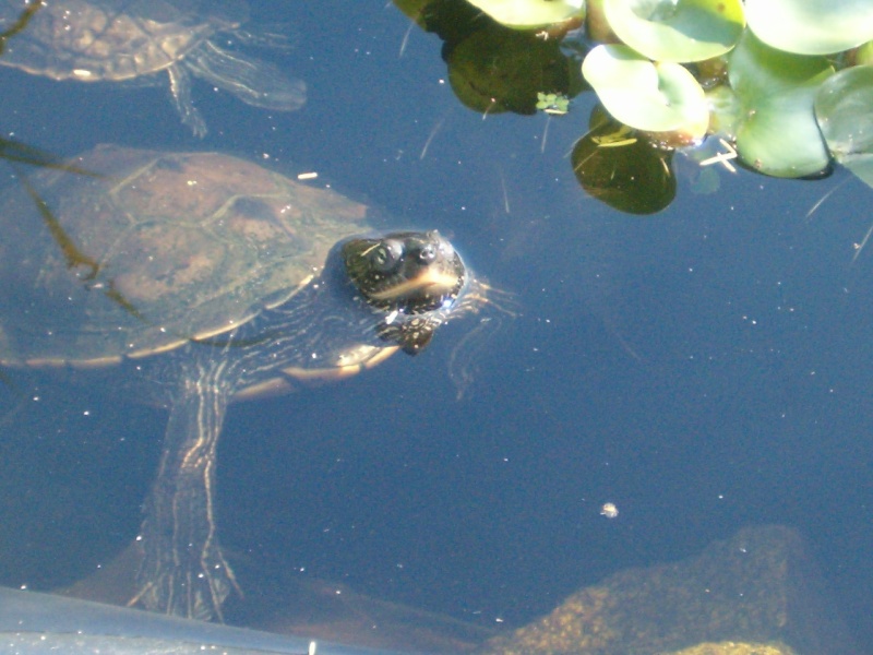 Les habitantes du bassin 2 Hpim8014