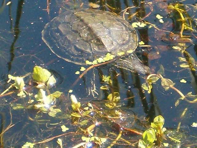 Les habitantes du bassin 2 Hpim8028