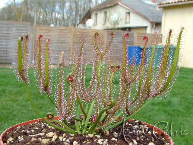 Drosera(sưu tầm) Dscf5216