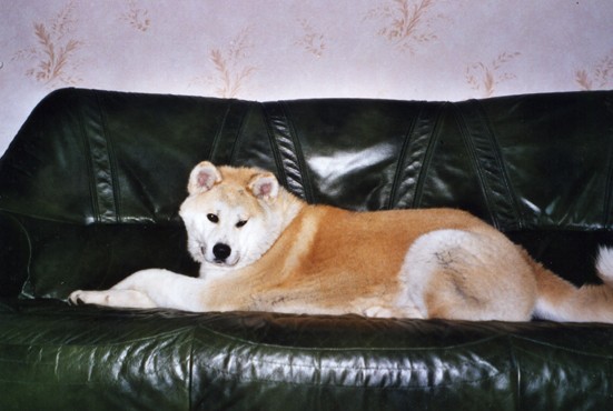 urgent:donne akita inu, male roux LOF, de 3 ans Kumo_710