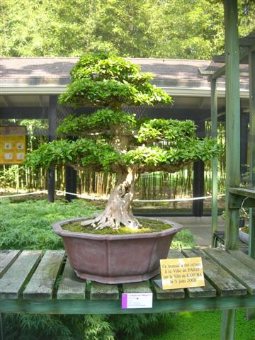 Bonsai a Vincennes Dscn3311