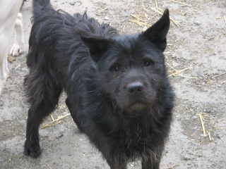 chow - WILLOW adorable mâle x chow chow 8 ans FAM (59)ADOPTE Img_3026