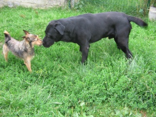 basouck labrador mâle noir de 5 ans 1/2 dpt 59 Img_3423