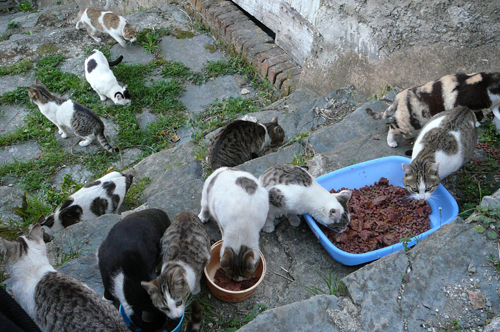 SOS pour une amie qui nourrit 18 chats.... Groupe13