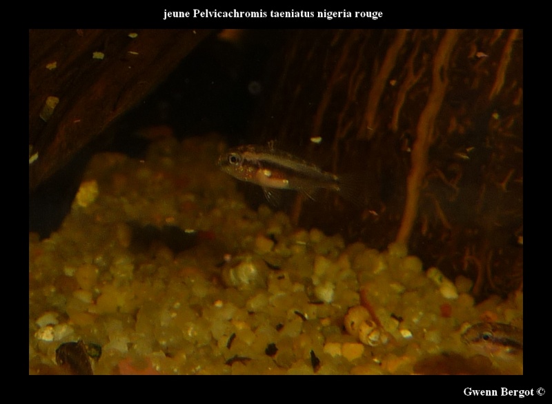 Pelvicachromis Taeniatus Nigeria rouge - Page 2 P1050312