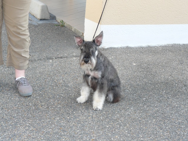 Dark schnauzer nain P1030210