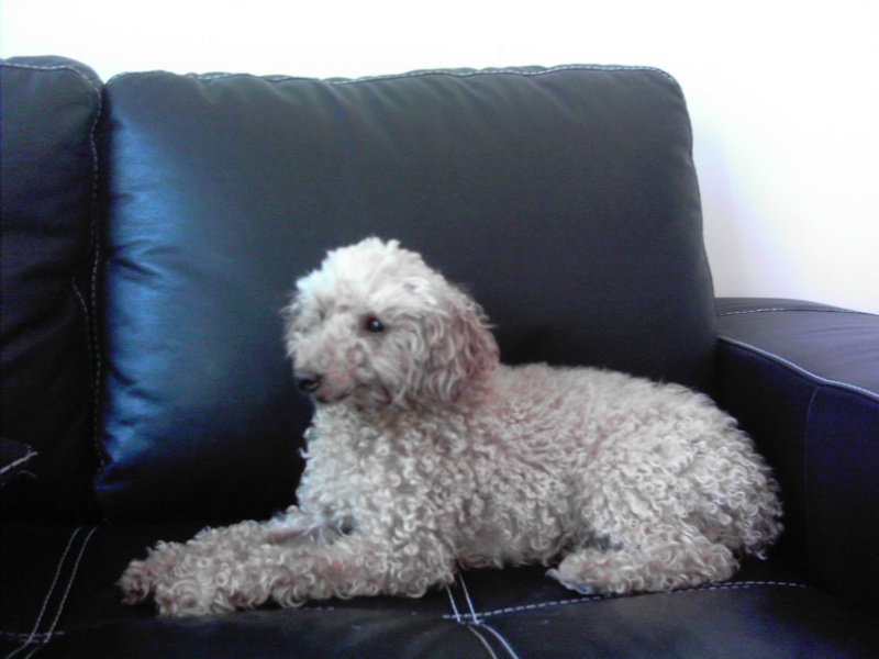 caniche abricot 7 ans CCDM (30)(34) ADOPTE Imag0017