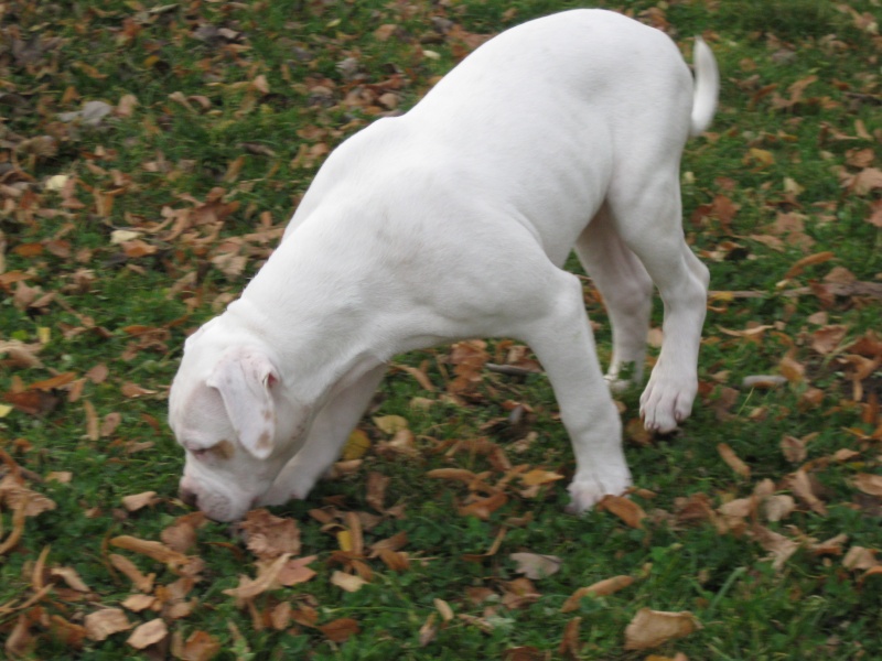 american bulldog red nose Photo_87