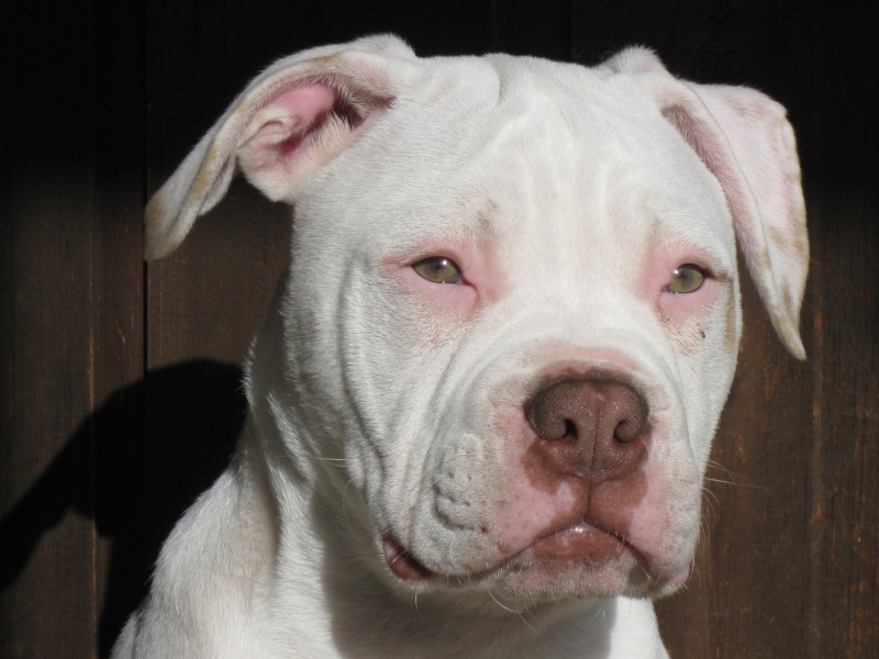 Amazing Red Nose American Bulldog in the world Learn more here | bulldogs