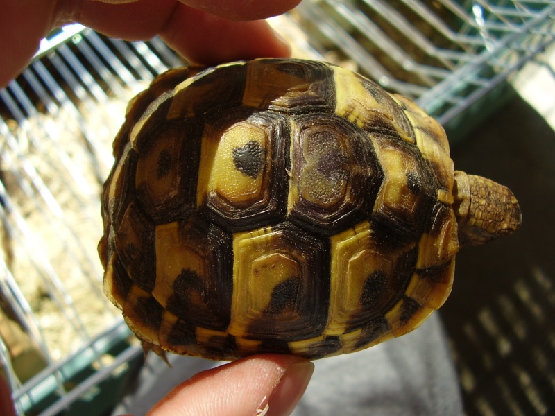 identification de mes tortues P3140021