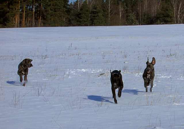 Drei Doggen im Schnee Hpim3112