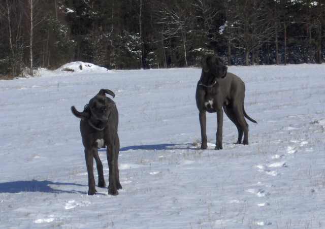 Drei Doggen im Schnee Hpim3113