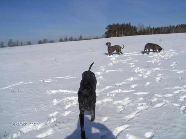 Drei Doggen im Schnee Hpim3114