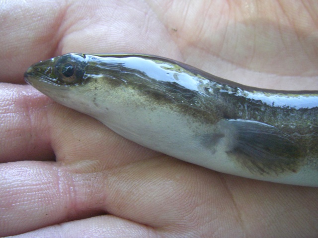 La deuxime mtamorphose de l'anguilles Imgp3044