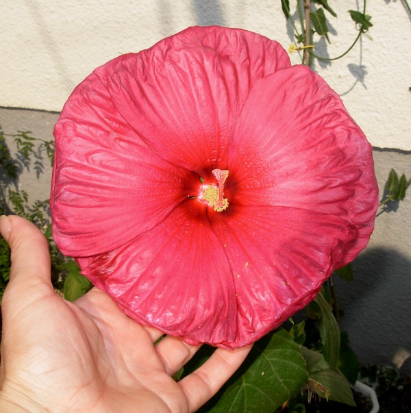 Mocvarni hibiskus (HIBISCUS MOSCHEUTOS) Dscn2811