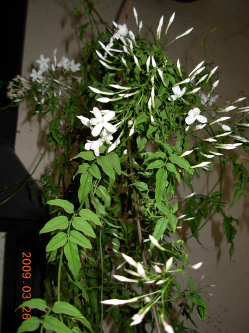 Jasminum officinale, polyanthum, nudiflorum.... Dscn6019