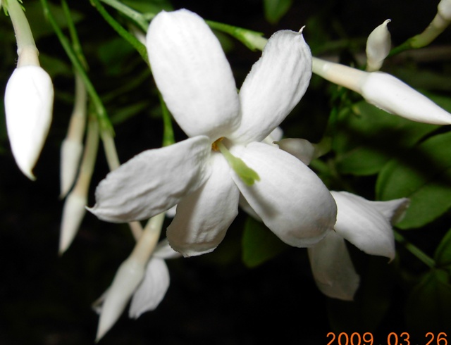 Jasminum officinale, polyanthum, nudiflorum.... Dscn6024