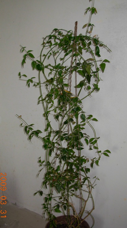 Jasminum officinale, polyanthum, nudiflorum.... Dscn6028