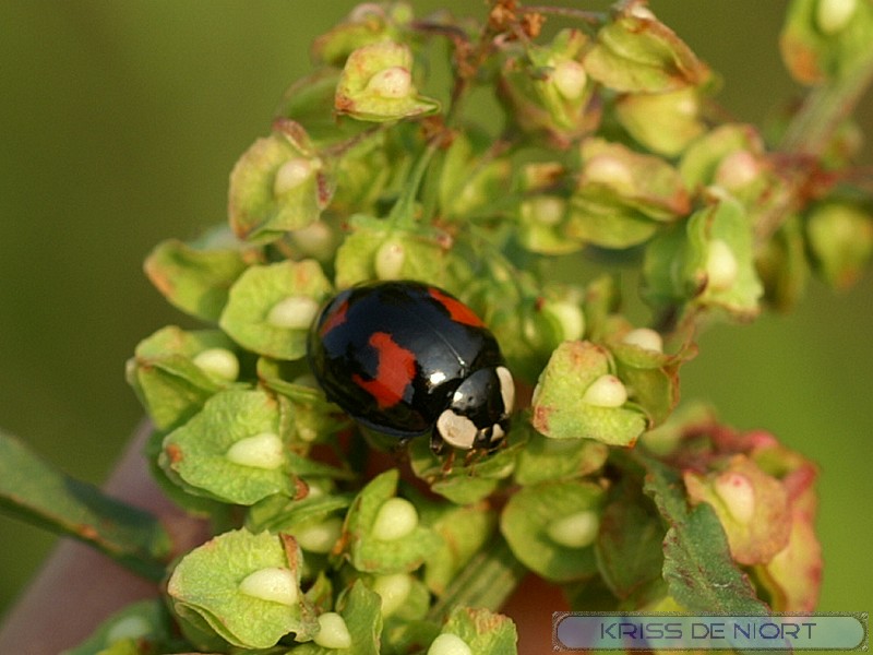 Coccinelles noires Pict0011