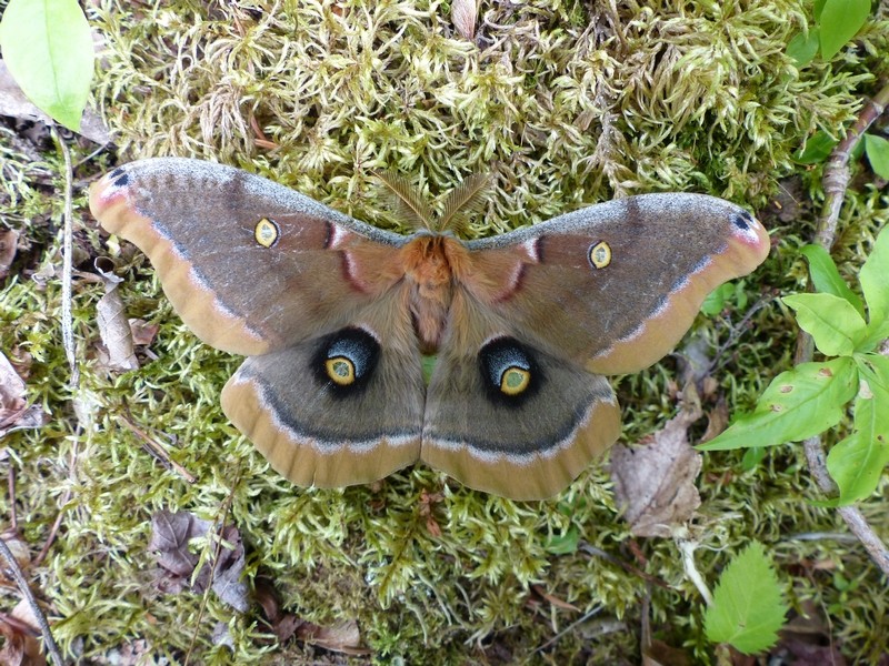 Sortie dans les hautes gorges de la Rivière Malbaie - Québec Polyph12