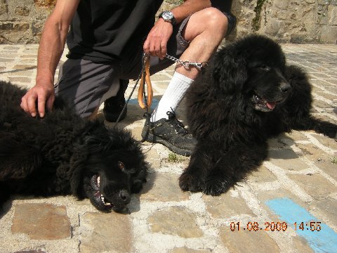 Guss et Lola, couple Terre neuve, 8 ans et 9 ans (en FA dans le 55) Photo_31