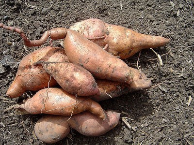 زراعة وانتاج البطاطا Btt-110