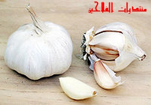 زراعة الثوم في الأراضي الجديدة Garlic10